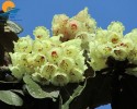 Du lịch Fansipan tham gia Lễ hội hoa Đỗ Quyên (3 ngày 2 đêm)