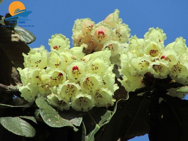 Du lịch Fansipan tham gia Lễ hội hoa Đỗ Quyên (3 ngày 2 đêm)