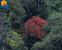 Du lịch Fansipan tham gia Lễ hội hoa Đỗ Quyên (3 ngày 2 đêm)