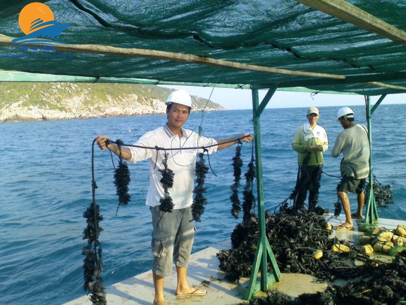 nuoi trai lay ngoc