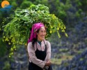 Du lịch Fansipan tham gia Lễ hội hoa Đỗ Quyên (3 ngày 2 đêm)