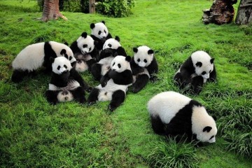 Khám phá thành phố 5DTRÙNG KHÁNH – CÔNG VIÊN GẤU TRÚC- HỒNG NHAI ĐỘNG – BẢO TÀNG TAM HIỆP – LÃO QUÂN ĐỘNG – TỪ KHÍ KHẨU- LÍ TỬ BÁ