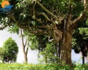 Mù Cang Chải – Tú Lệ – Khau Phạ – Bảo Hà