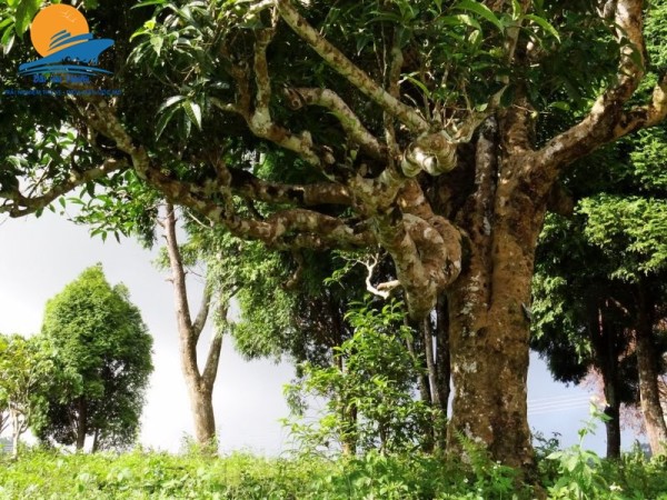 Mù Cang Chải – Tú Lệ – Khau Phạ – Bảo Hà