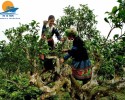 Mù Cang Chải – Tú Lệ – Khau Phạ – Bảo Hà