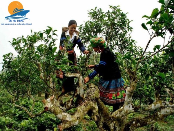 Mù Cang Chải – Tú Lệ – Khau Phạ – Bảo Hà