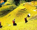 Mù Cang Chải – Tú Lệ – Khau Phạ – Bảo Hà