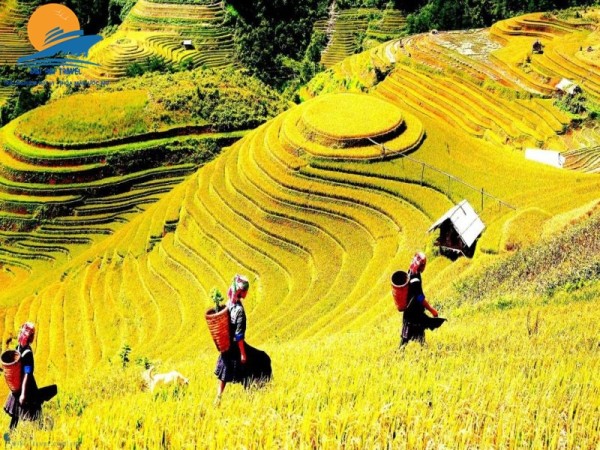Mù Cang Chải – Tú Lệ – Khau Phạ – Bảo Hà