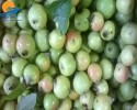Mù Cang Chải – Tú Lệ – Khau Phạ – Bảo Hà