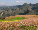 HÀ NỘI – HÀ GIANG – QUẢN BẠ – ĐỒNG VĂN – LŨNG CÚ MÙA HOA TAM GIÁC MẠCH