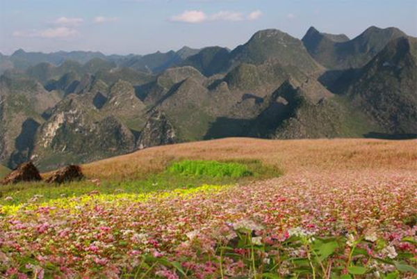 HÀ NỘI – HÀ GIANG – QUẢN BẠ – ĐỒNG VĂN – LŨNG CÚ MÙA HOA TAM GIÁC MẠCH